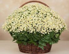 Цветочная композиция из Ромашки в корзине #REPLACE_PRED# Маслянино