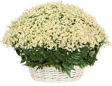Цветочная композиция из Ромашки в корзине #REPLACE_PRED# Маслянино